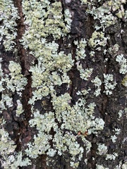 Parmelia sulcata