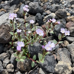 Epilobium minutum