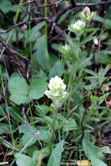 Castilleja septentrionalis