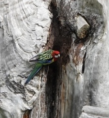 Platycercus eximius