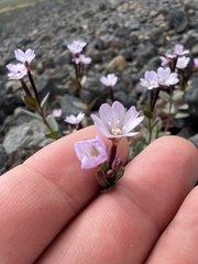Epilobium minutum