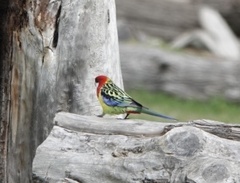 Platycercus eximius