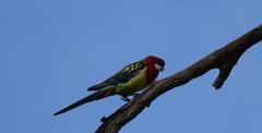 Platycercus eximius
