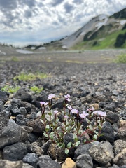 Epilobium minutum