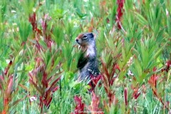 Urocitellus columbianus