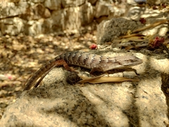 Elgaria multicarinata