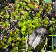 Rosulabryum