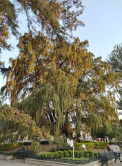 Taxodium mucronatum
