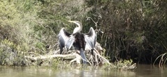 Anhinga novaehollandiae