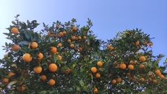 Citrus maxima