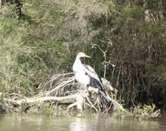 Anhinga novaehollandiae