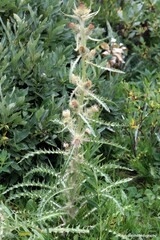 Cirsium hookerianum