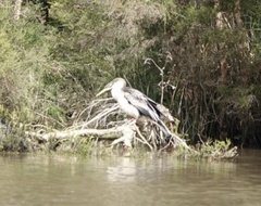 Anhinga novaehollandiae
