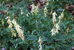 Hedysarum sulphurescens