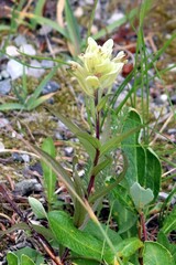Castilleja occidentalis
