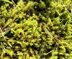 Triquetrella papillata