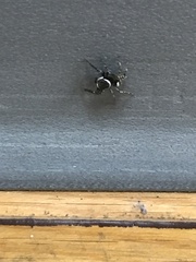 Hasarius adansoni