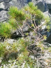 Pinus sibirica