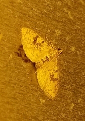 Palpita freemanalis