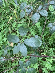 Rubus fruticosus