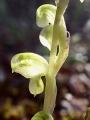 Pterostylis mutica