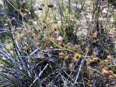 Drosera planchonii
