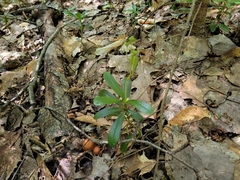 Chimaphila umbellata