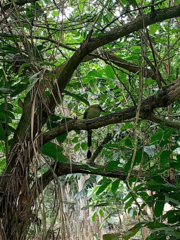 Momotus subrufescens