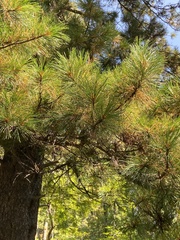 Pinus sibirica