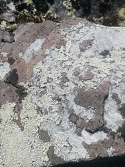 Umbilicaria hyperborea