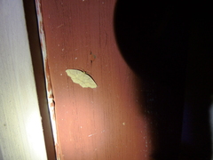 Lambdina fiscellaria