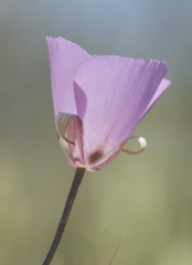 Calochortus splendens