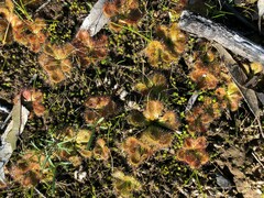 Drosera aberrans