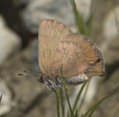 Callophrys augustinus