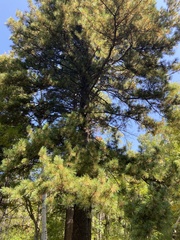 Pinus sibirica
