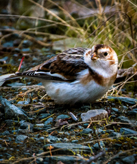 Plectrophenax nivalis