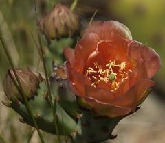 Opuntia littoralis