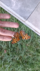 Polygonia c-aureum