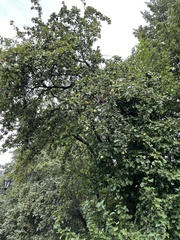 Malus domestica