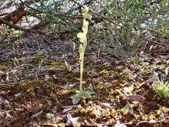 Pterostylis mutica