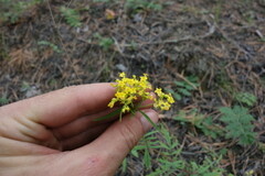 Patrinia rupestris