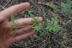 Patrinia rupestris