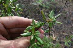 Rhododendron dauricum