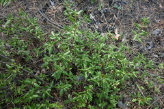 Rhododendron dauricum