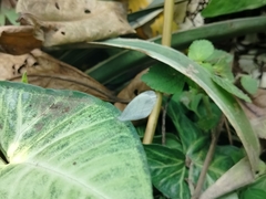 Leptosia nina