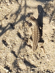 Sceloporus graciosus