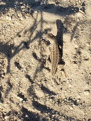 Sceloporus graciosus