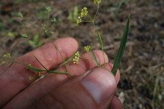 Bupleurum scorzonerifolium