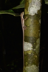 Basiliscus vittatus