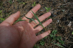 Bupleurum scorzonerifolium